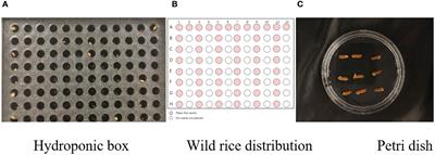 SGR-YOLO: a method for detecting seed germination rate in wild rice